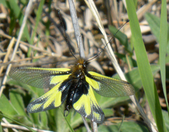 Libelloides coccajus