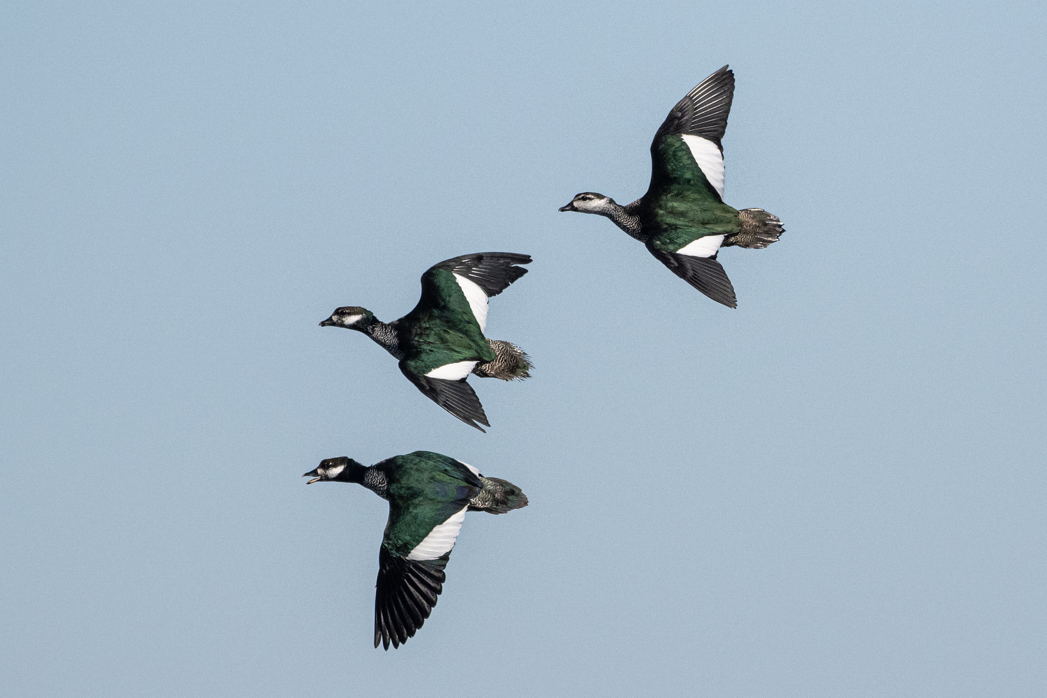 Green Pygmy Goose (Nettapus pulchellus), photo 8