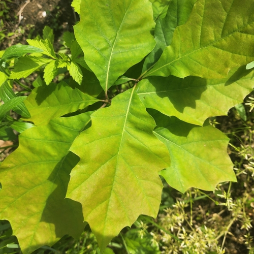 Northern Red Oak