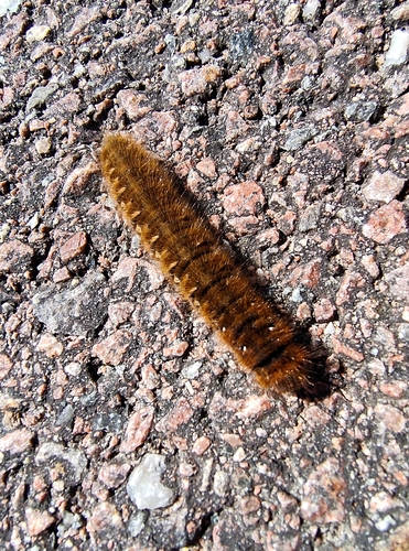 Oak Eggar