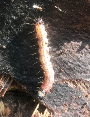 Scolecocampa