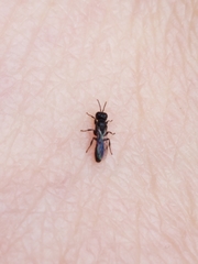 Crossocerus