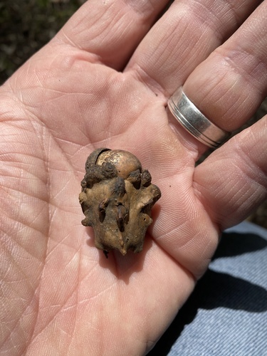 Knopper Gall Wasp