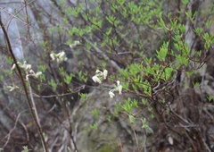 Rhododendron benhallii