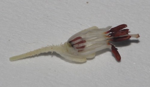 Image of Erica demissa by (c) Brian du Preez, some rights reserved (CC BY-SA)