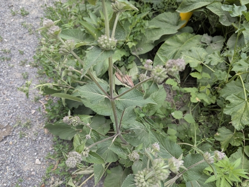 Phlomoides pratensis, photograph 2