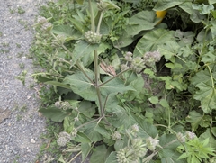 Phlomoides pratensis, photograph (c) Islam Galymzhanov, some rights reserved (CC BY)