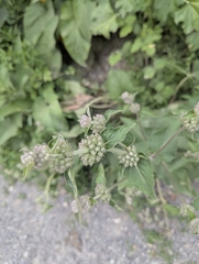 Phlomoides pratensis, photograph (c) Islam Galymzhanov, some rights reserved (CC BY)