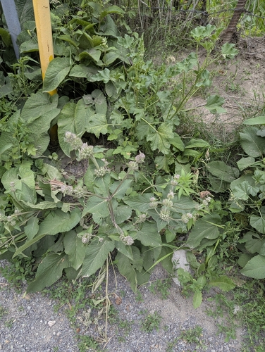 Phlomoides pratensis, photograph 4