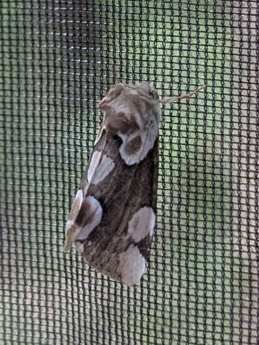Peach Blossom Moth