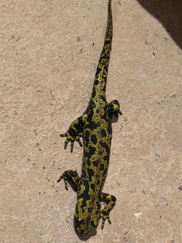 Marbled Newt