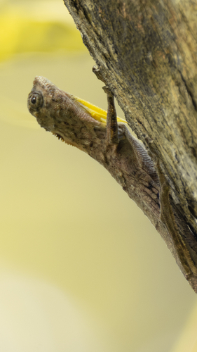 Draco volans