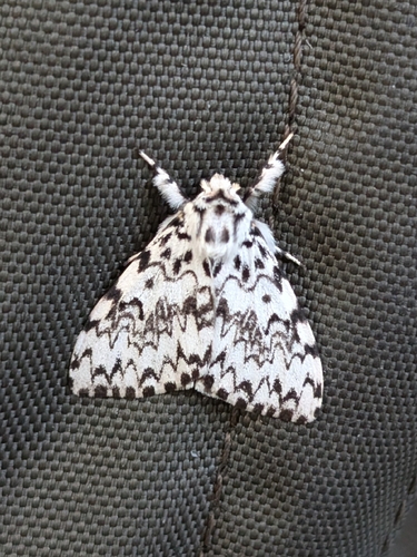 Black Arches