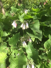 Symphytum × hidcotense