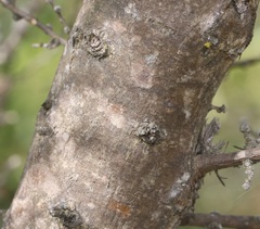 Aspalathus teres teres