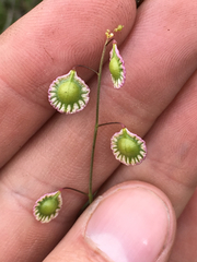 Thysanocarpus radians