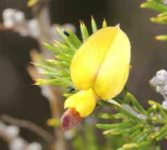 Aspalathus teres teres