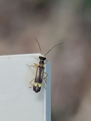 Malthinus flaveolus