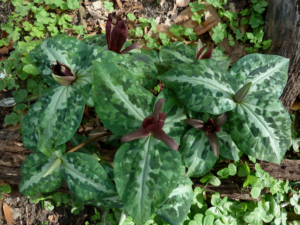 Underwood's trillium