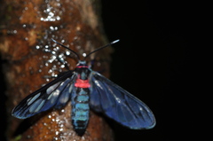 Amata thoracica