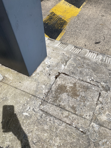 Common Wall Lizard