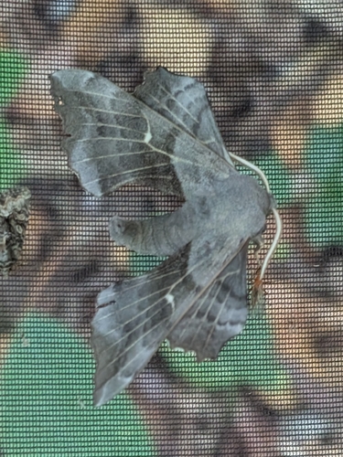 Poplar Hawkmoth
