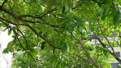 Gavicalis versicolor