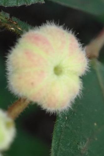 Glochidion eriocarpum, 2026-06-10