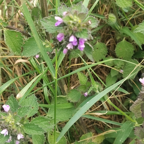 Black horehound