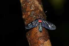 Amata thoracica