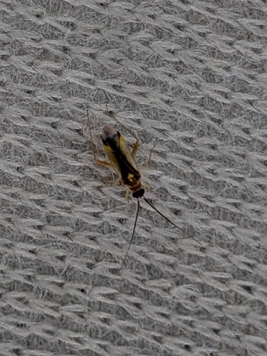 Campyloneura virgula