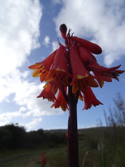 Blandfordia punicea