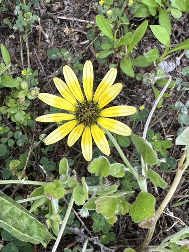 Capeweed