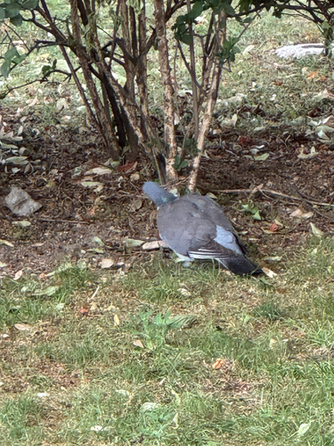 Common Wood-Pigeon