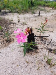 Mandevilla tenuifolia