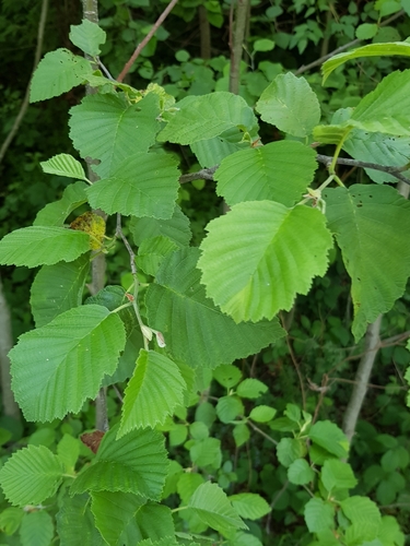 Alnus rohlenae