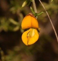 Aspalathus tenuissima