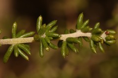 Aspalathus tenuissima