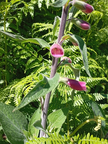 purple foxglove