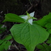 Trillium tschonoskii - Photo (c) yamatsu, algunos derechos reservados (CC BY)