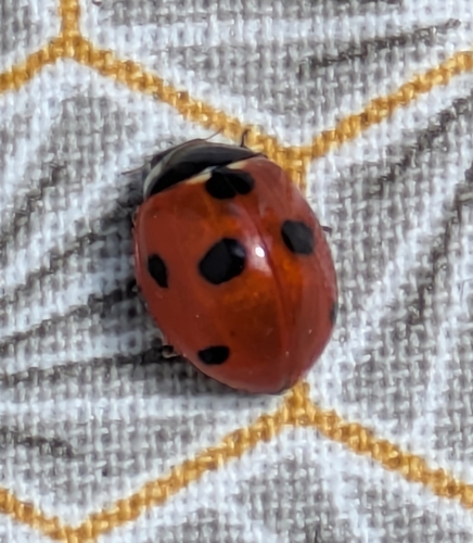Seven-spotted Lady Beetle
