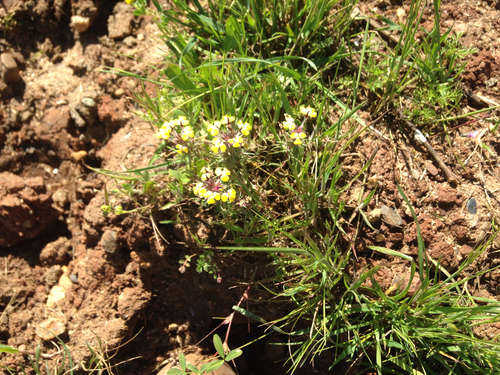 iNaturalist observation photo of butter-and-eggs