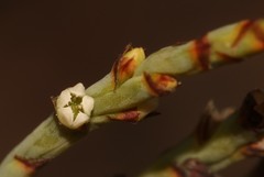 Thesium flexuosum