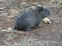 Cavia aperea