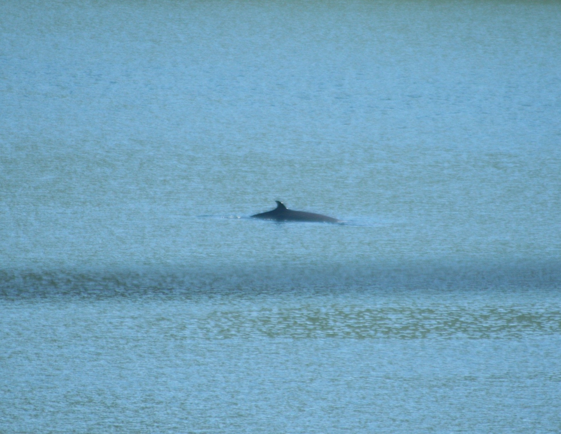 Balaenoptera acutorostrata