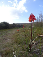 Blandfordia punicea