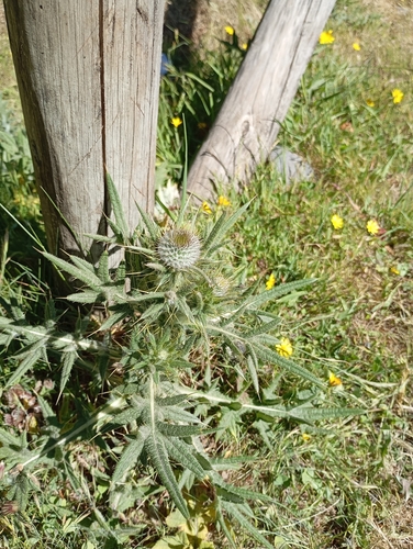 Bull Thistle