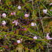 Bog Cranberry - Photo no rights reserved, uploaded by David Bird