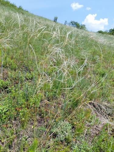 Stipa pulcherrima, 2026-06-10