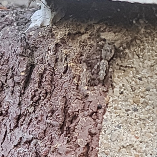 Tan Jumping Spider